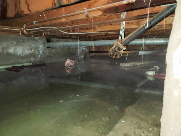 Best Mold removal after water damage  in Bryn Mawr, PA